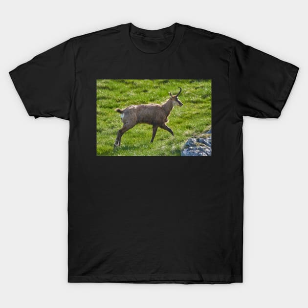 A male mountain goat in the early summer on a pasture T-Shirt by naturalis